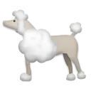 Poodle