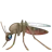 Mosquito
