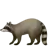 Raccoon
