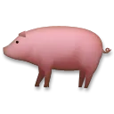 Pig