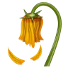 Emoji Fiore appassito 🥀 image - WhatsApp style