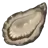 Oyster