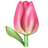 Tulip