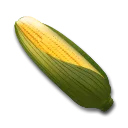 Ear Of Corn