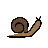 Snail
