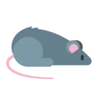 Rat