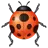 Lady Beetle