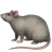 Rat
