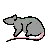 Rat