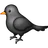 Black Bird