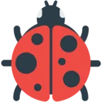 Lady Beetle