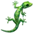 Lizard