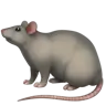 Sıçan Emoji 🐀 image - Apple style