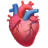 Anatomical Heart