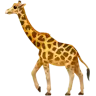 长颈鹿的脸 Emoji 🦒 image - Apple style