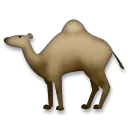 Camel