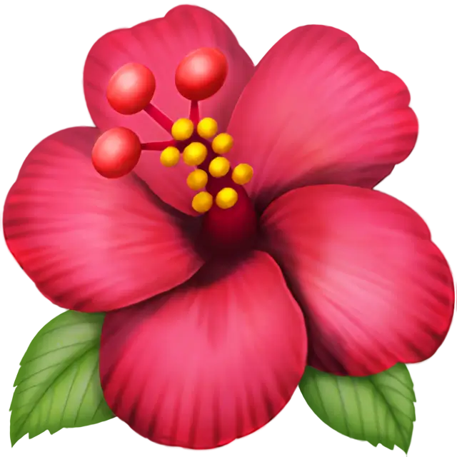 हिबिस्कुस