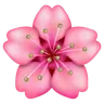 Cherry Blossom Emoji 🌸 image - WhatsApp style