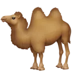 박트리아 낙타
