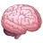 Brain