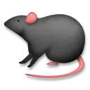 Rat