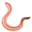 Worm