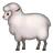 Ewe