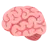 Brain