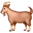 Goat