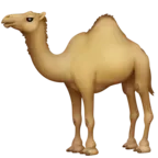 Dromedary Camel