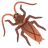 Cockroach