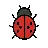 Lady Beetle
