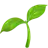 Seedling