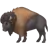 Bison