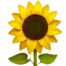 Sunflower Emoji 🌻 image - Apple style