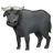 Water Buffalo
