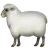 Ewe