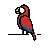 Parrot