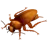 Cockroach
