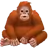 Orangutan
