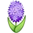 Hyacinth