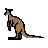 Kangaroo