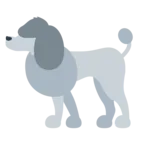 Poodle