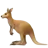 Kangaroo