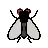 Fly