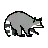 Raccoon