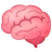 Brain