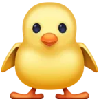 앞면 베이비 칙