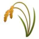 Sheaf Of Rice
