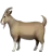 Goat